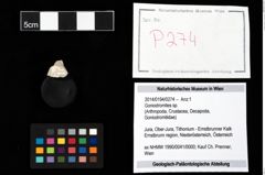 Foto (Objekt + Etikett) von Goniodromites sp.  (NHMW-GEO-2014-0194-0274)